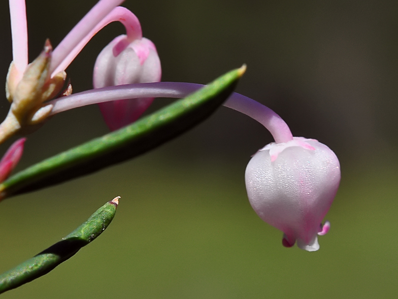 Andromeda polifolia