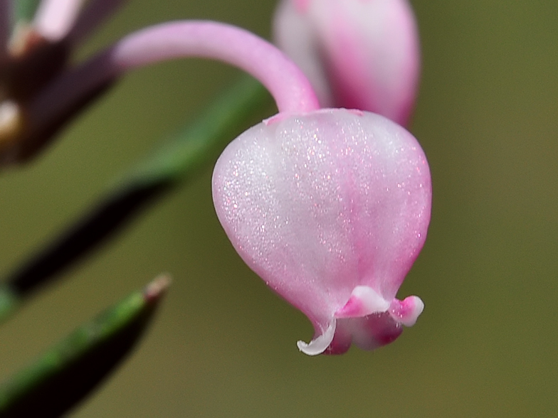 Andromeda polifolia