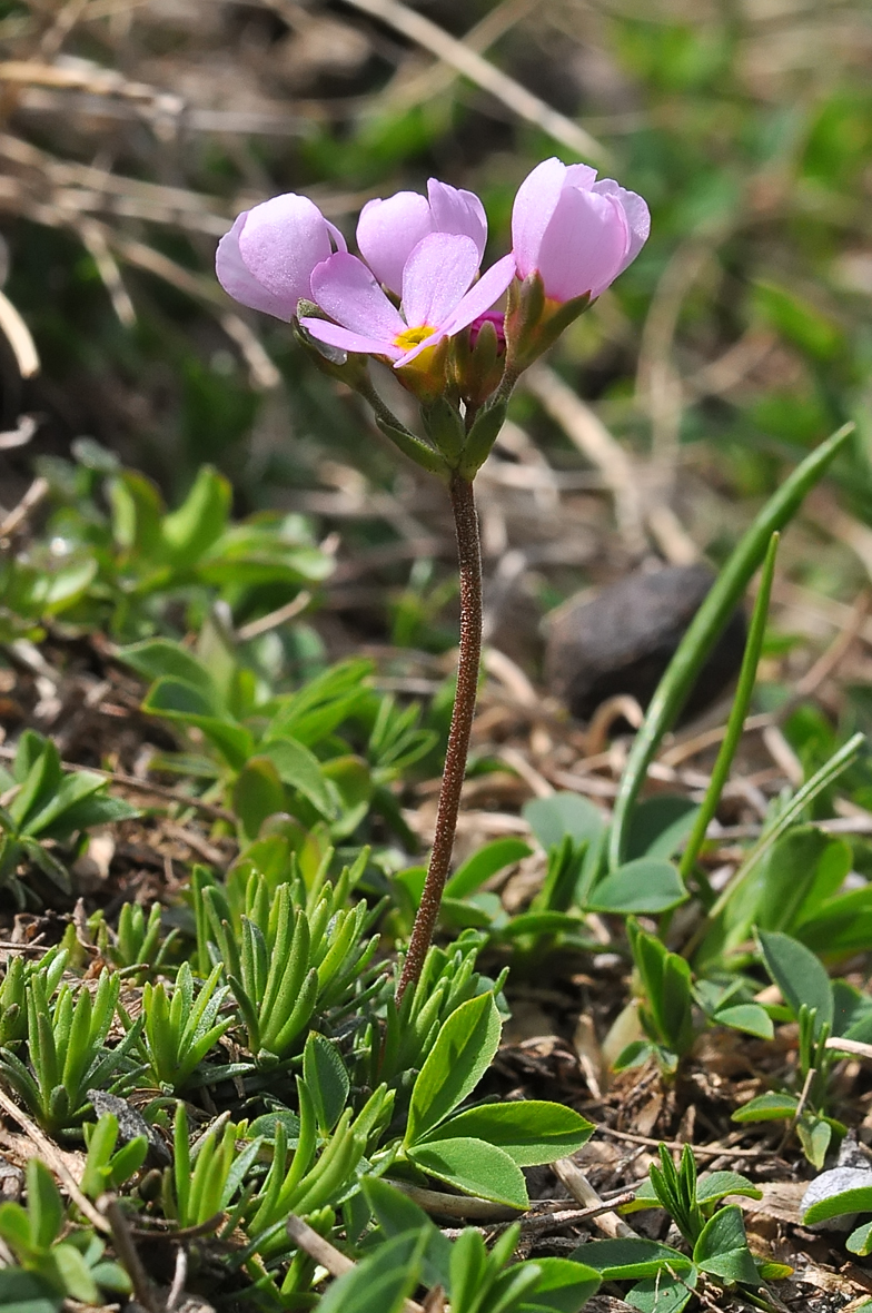 Androsace carnea