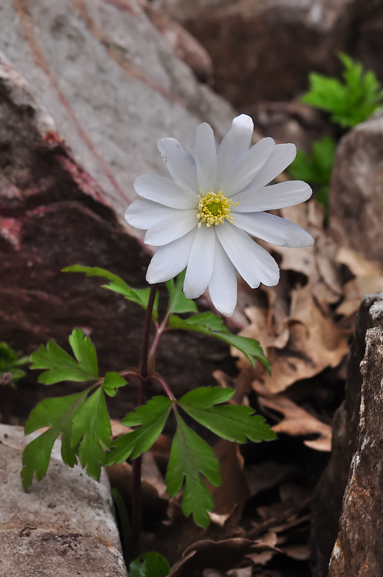 Anemone apeninna