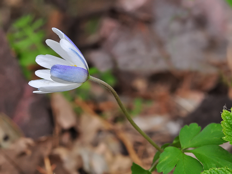 Anemone apeninna