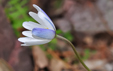 Anemone apeninna