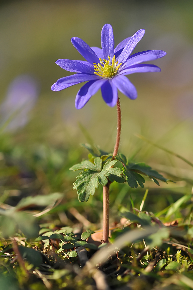 Anemone blanda