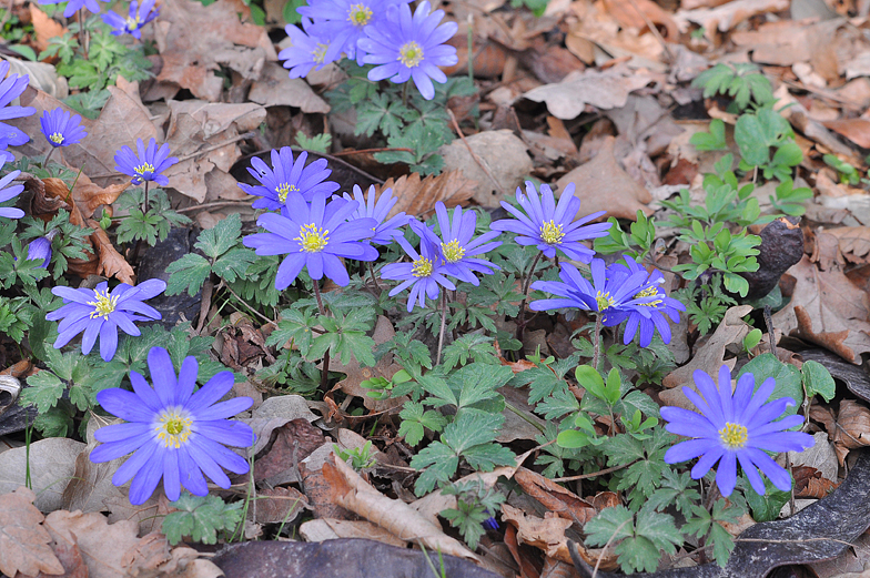 Anemone blanda