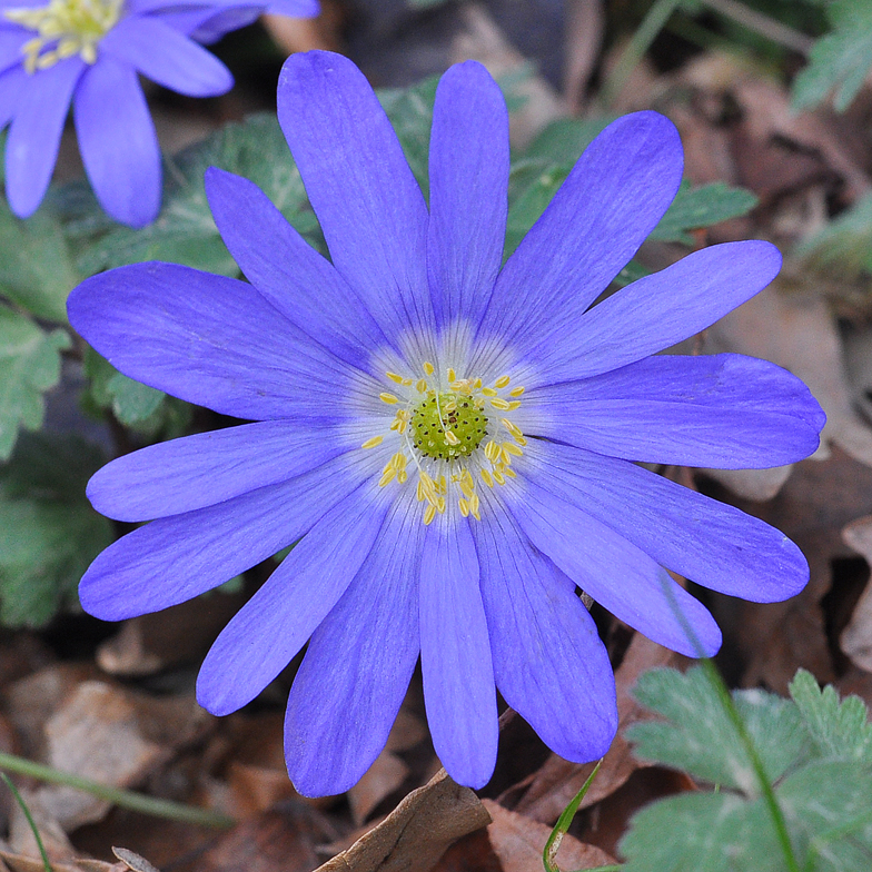 Anemone blanda