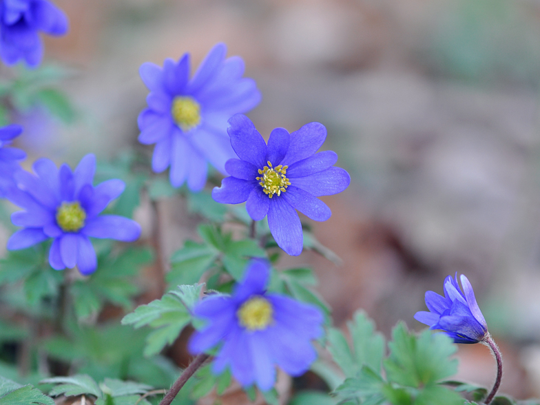 Anemone blanda