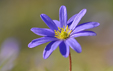 Anemone blanda