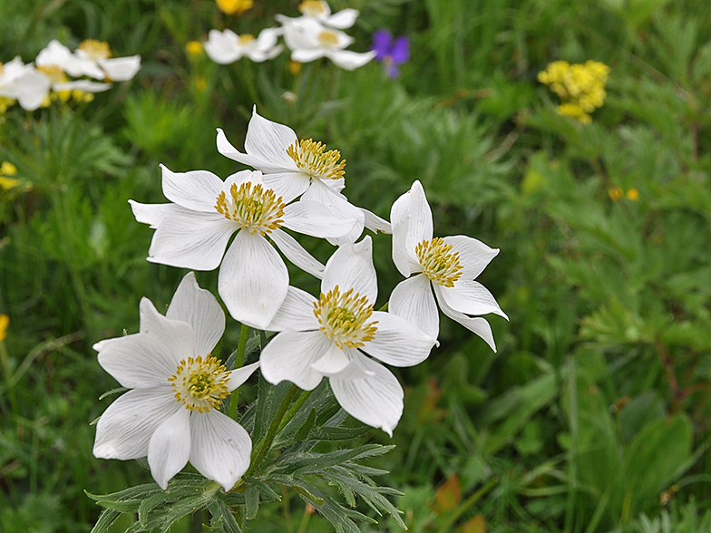 Anemone narcissiflora