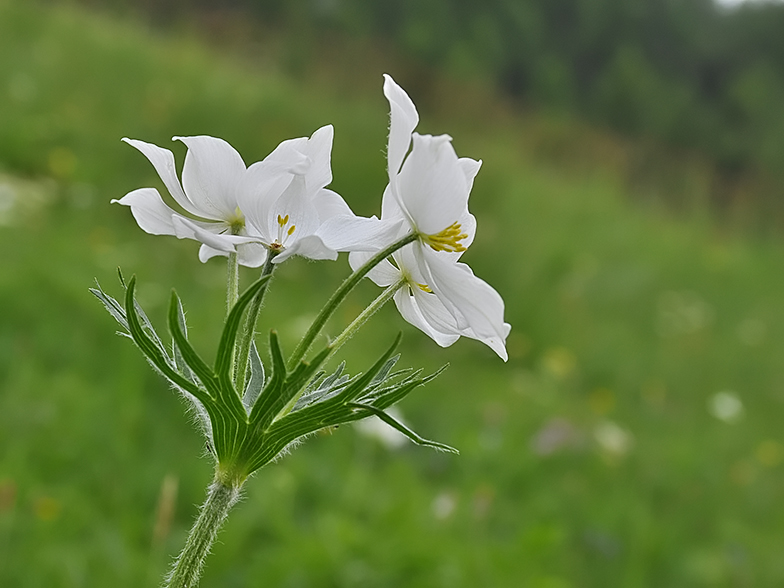 Anemone narcissiflora