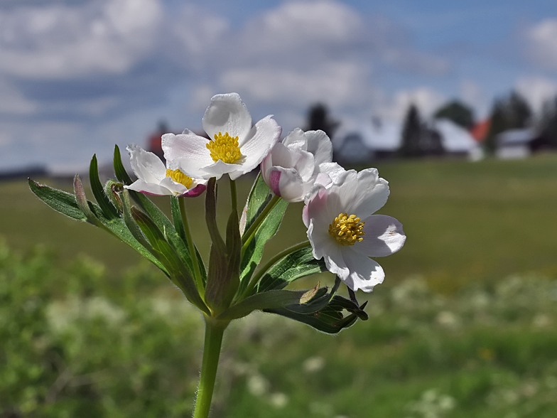 Anemone narcissiflora