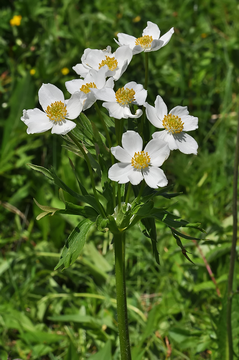 Anemone narcissiflora