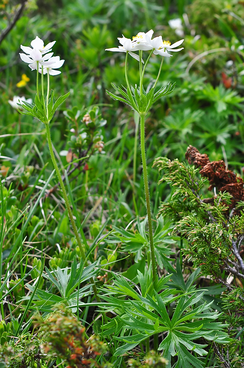 Anemone narcissiflora