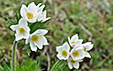 Anemone narcissiflora