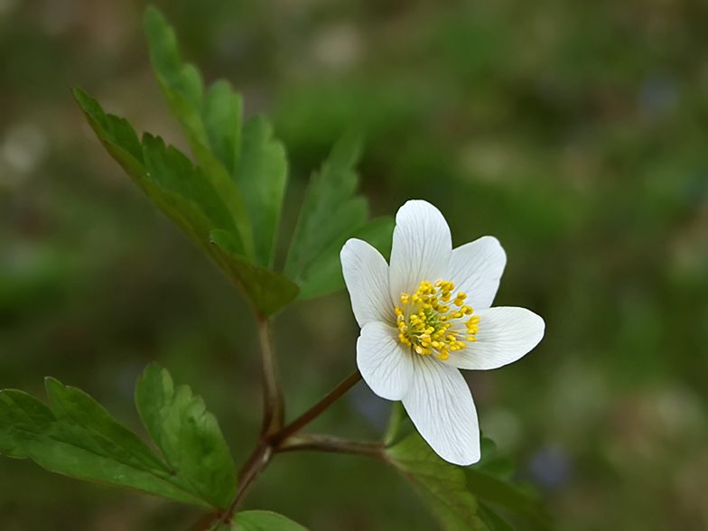 Anemone nemorosa