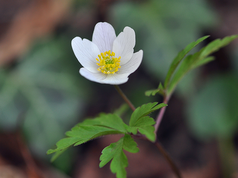 Anemone nemorosa