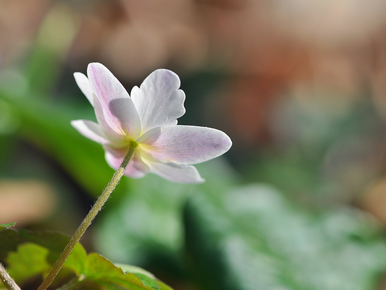 Anemone nemorosa