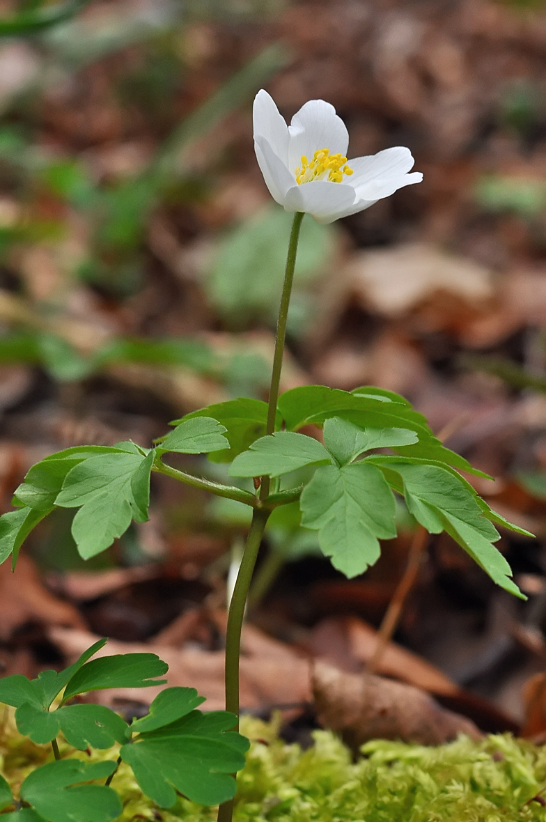 Anemone nemorosa