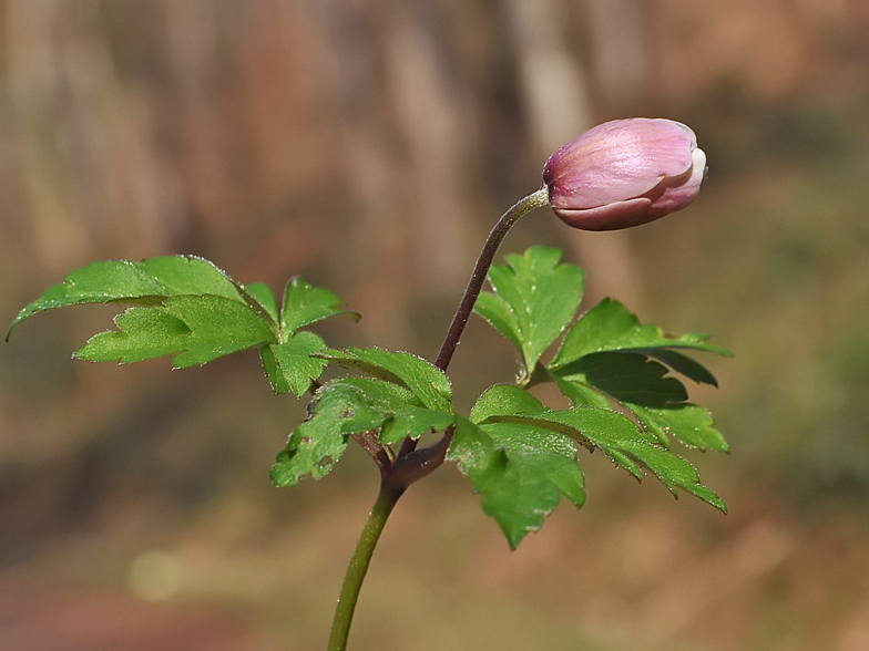 Anemone nemorosa