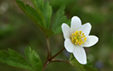 Anemone nemorosa