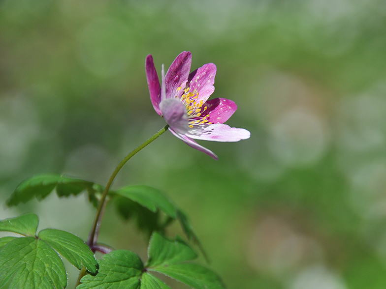 Anemone nemorosa