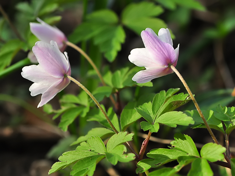 Anemone nemorosa