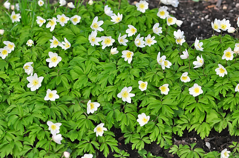 Anemone nemorosa