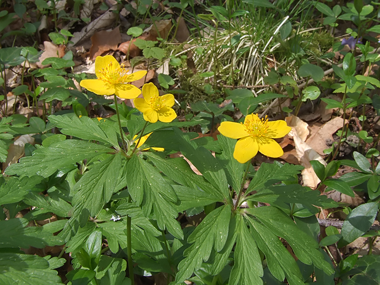 Anemone ranunculoides