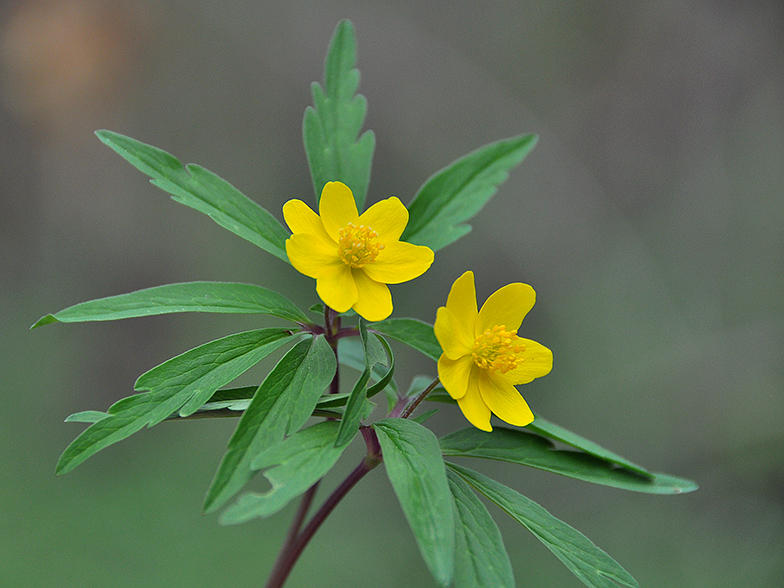 Anemone ranunculoides