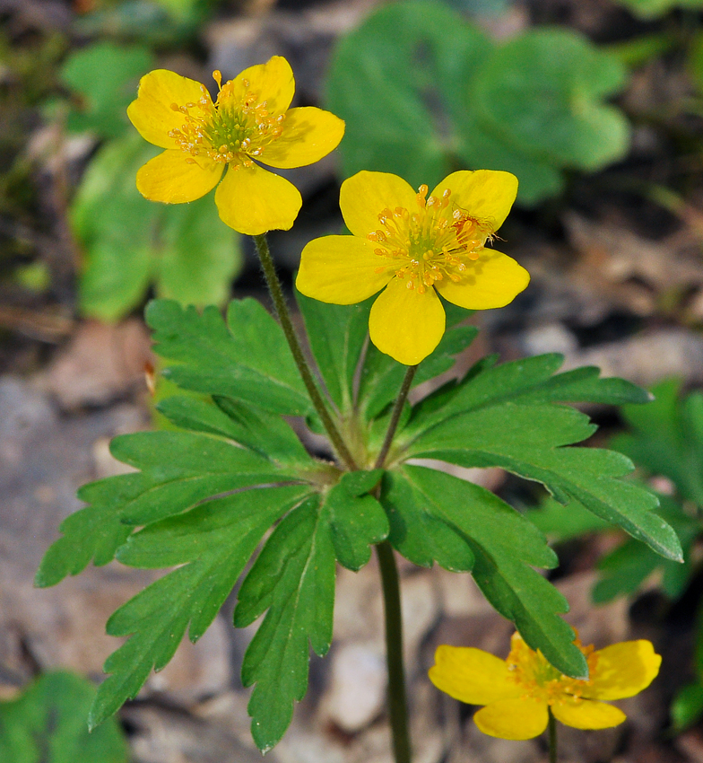 Anemone ranunculoides