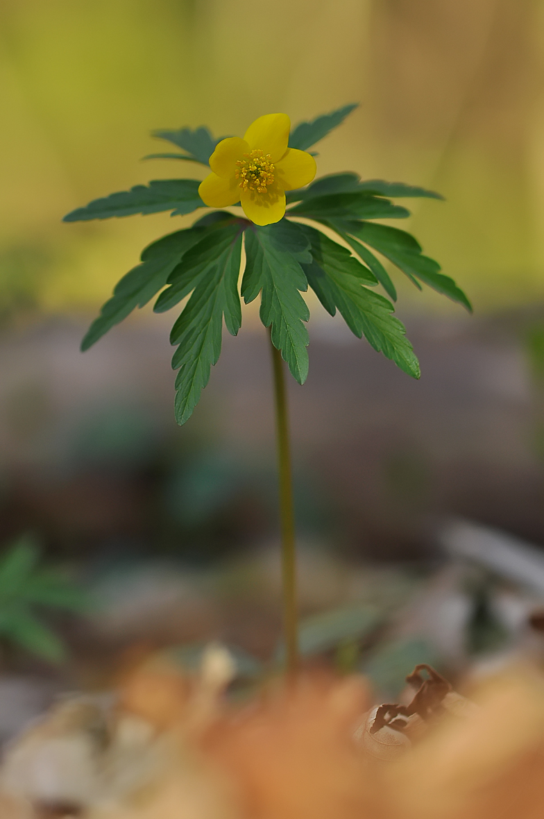 Anemone ranunculoides