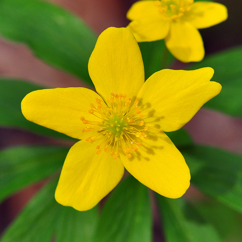 Anemone ranunculoides