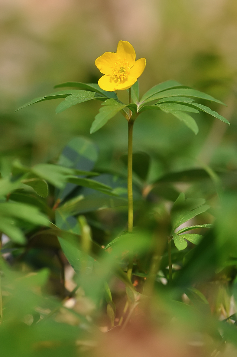 Anemone ranunculoides