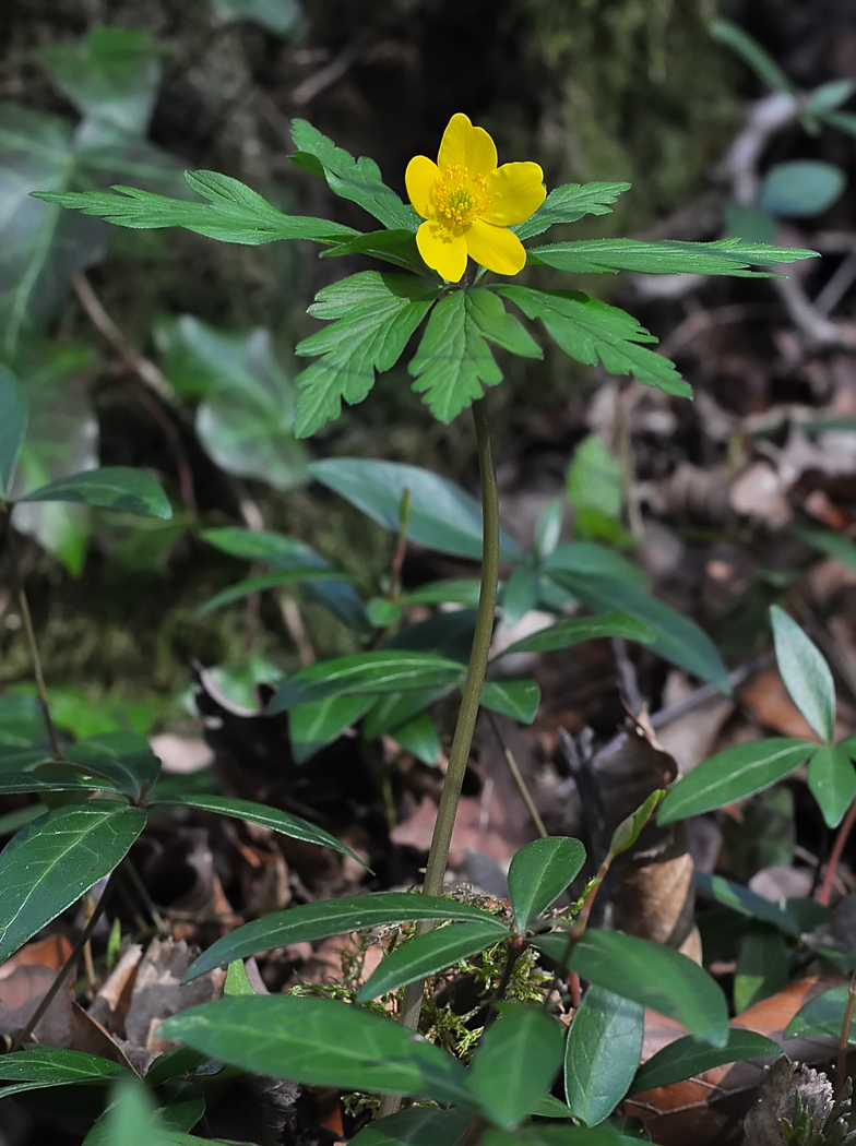 Anemone ranunculoides