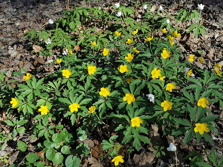 Anemone ranunculoides