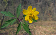 Anemone ranunculoides