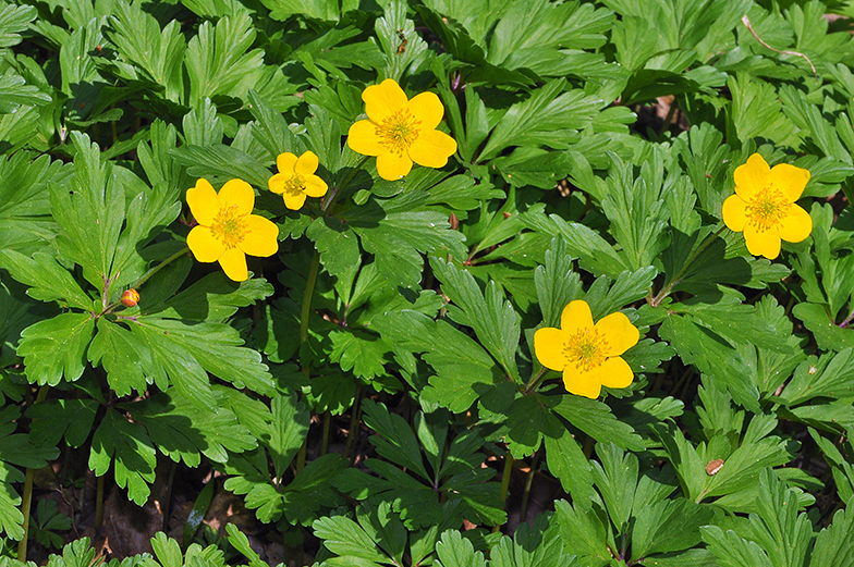 Anemone ranunculoides