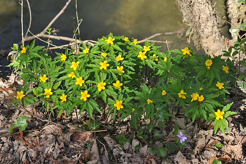 Anemone ranunculoides