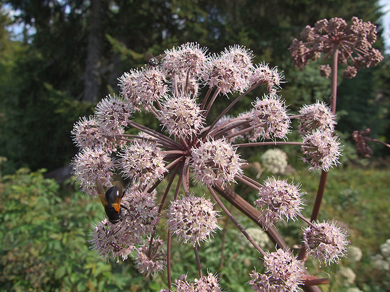 Angelica sylvestris