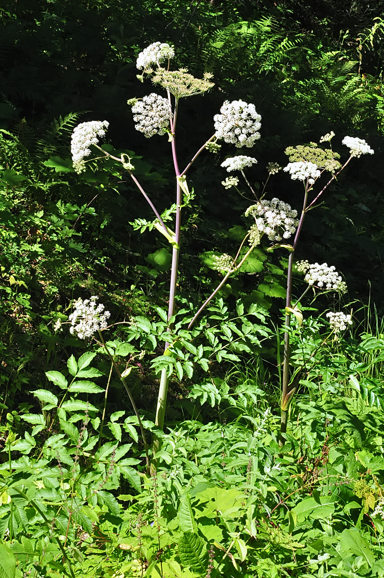 Angelica sylvestris