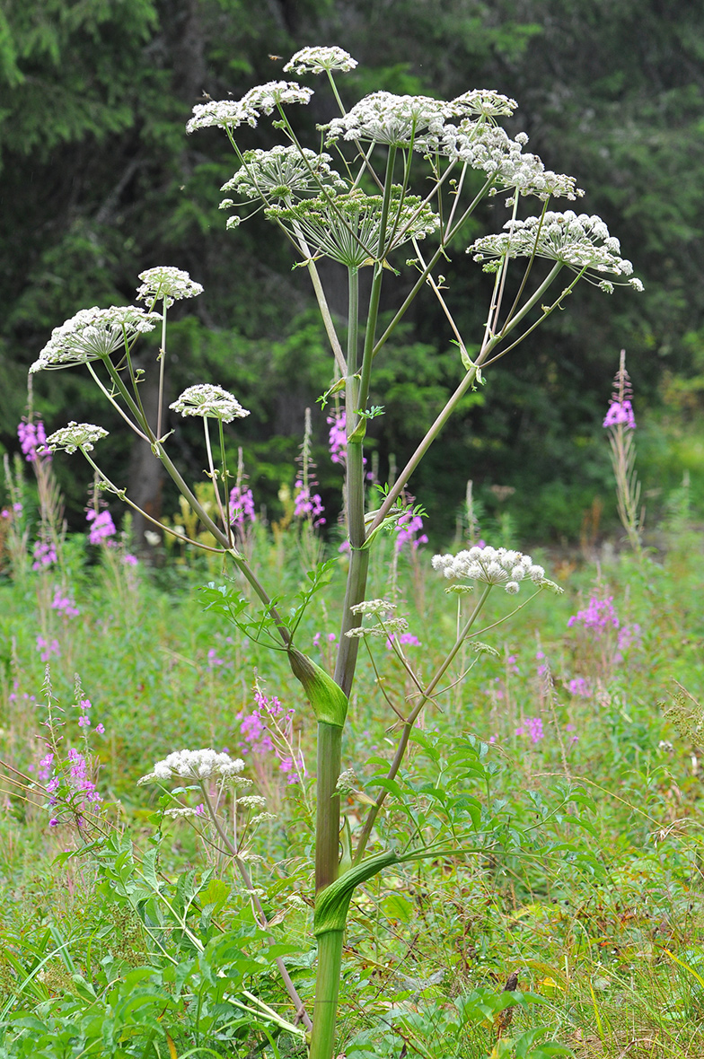 Angelica sylvestris