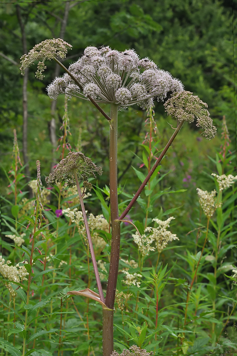 Angelica sylvestris