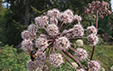 Angelica sylvestris