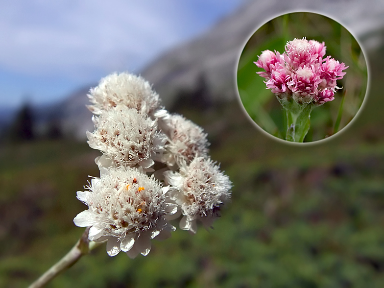 Antennaria dioica