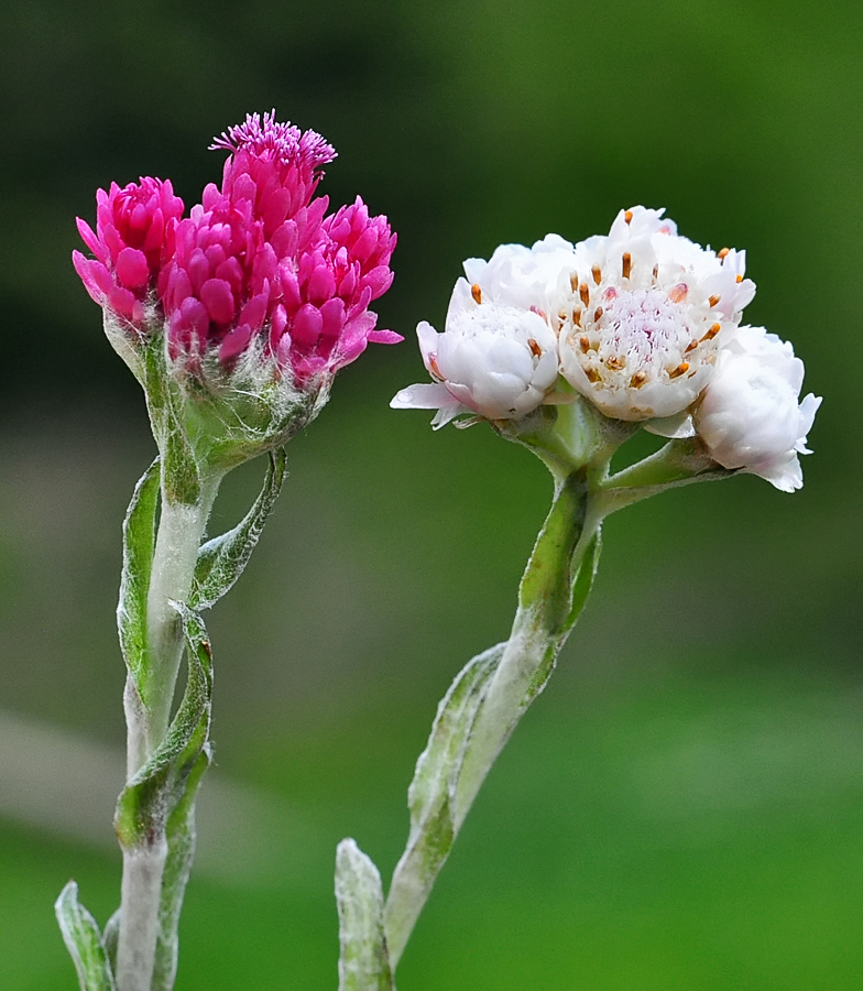 Antennaria dioica