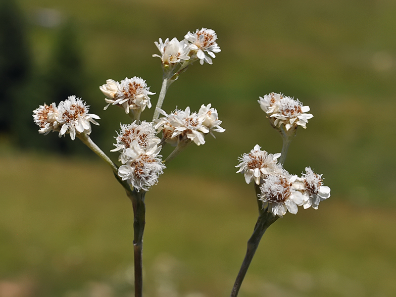 Antennaria dioica