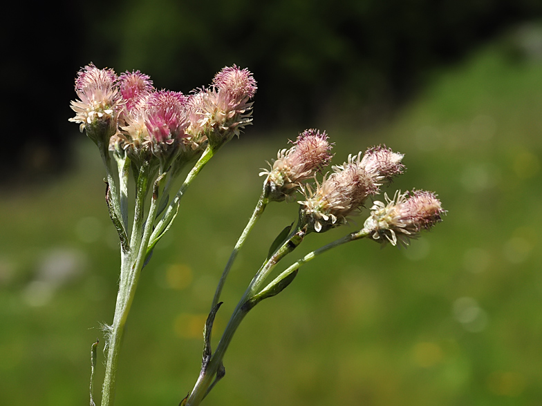 Antennaria dioica