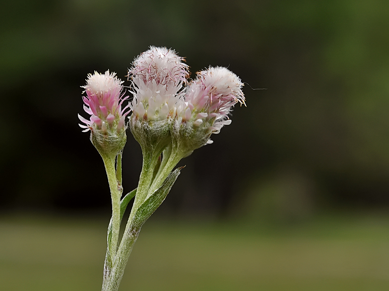 Antennaria dioica