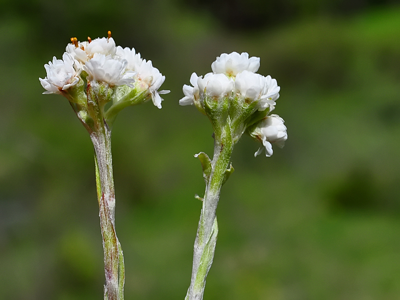 Antennaria dioica