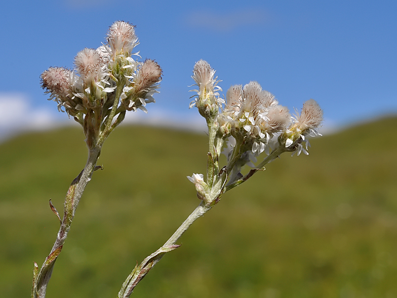 Antennaria dioica