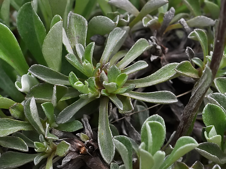 Antennaria dioica